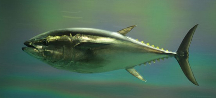Bluefin Tuna. (image: WikiMedia Commons)